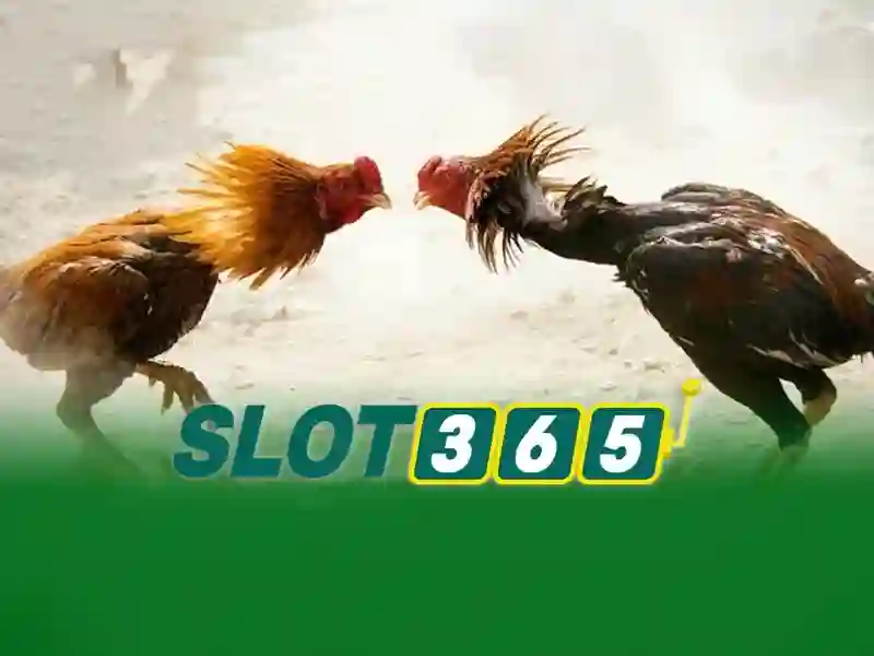 nhà cái Slot365 – Trải nghiệm đỉnh cao với hoki slot365