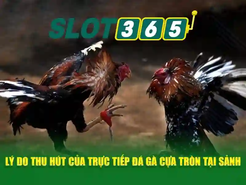 slot365 tại – Tổng quan và trải nghiệm nổi bật